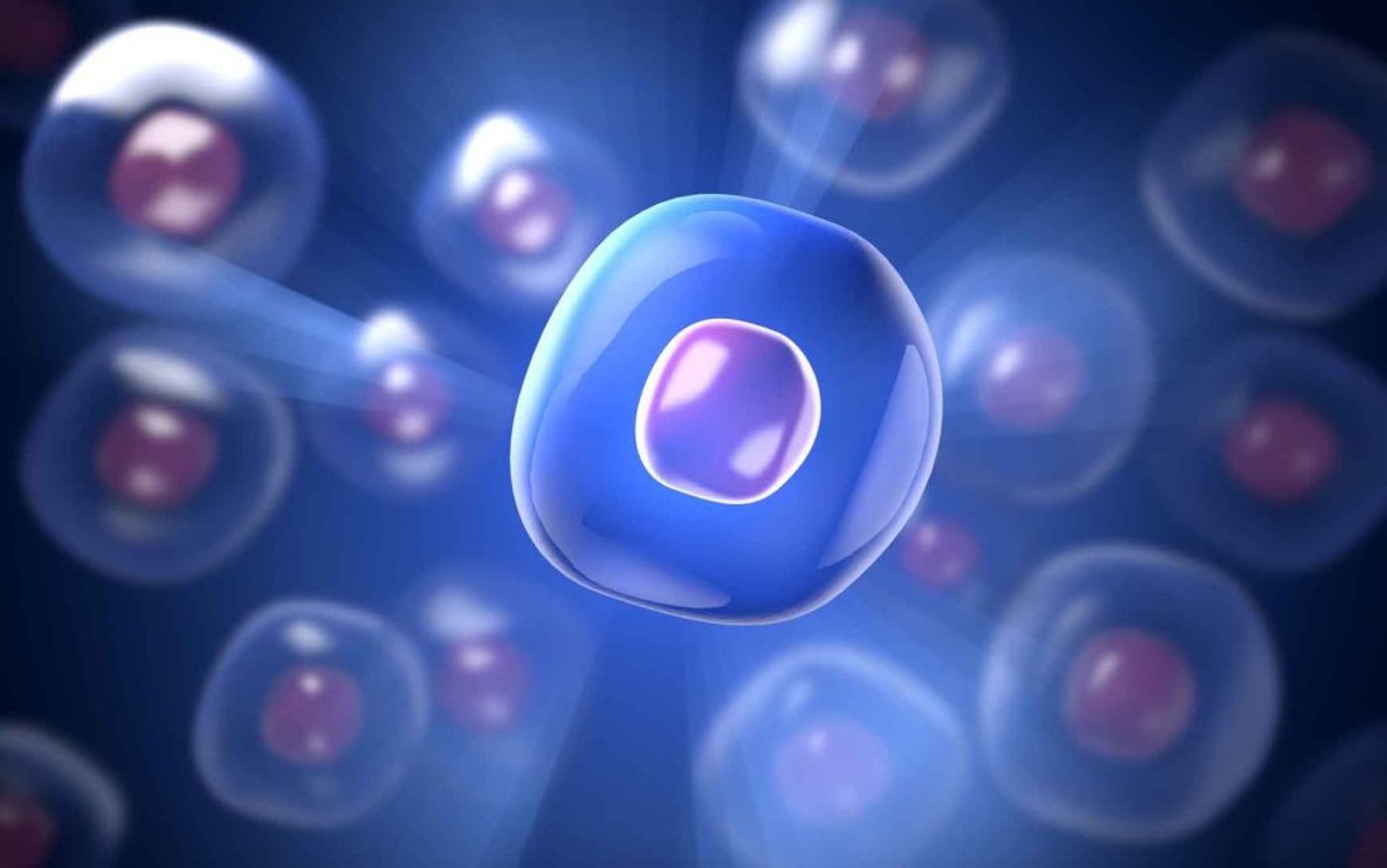 An illustration of immune stem cells. Credit: SEPCELL