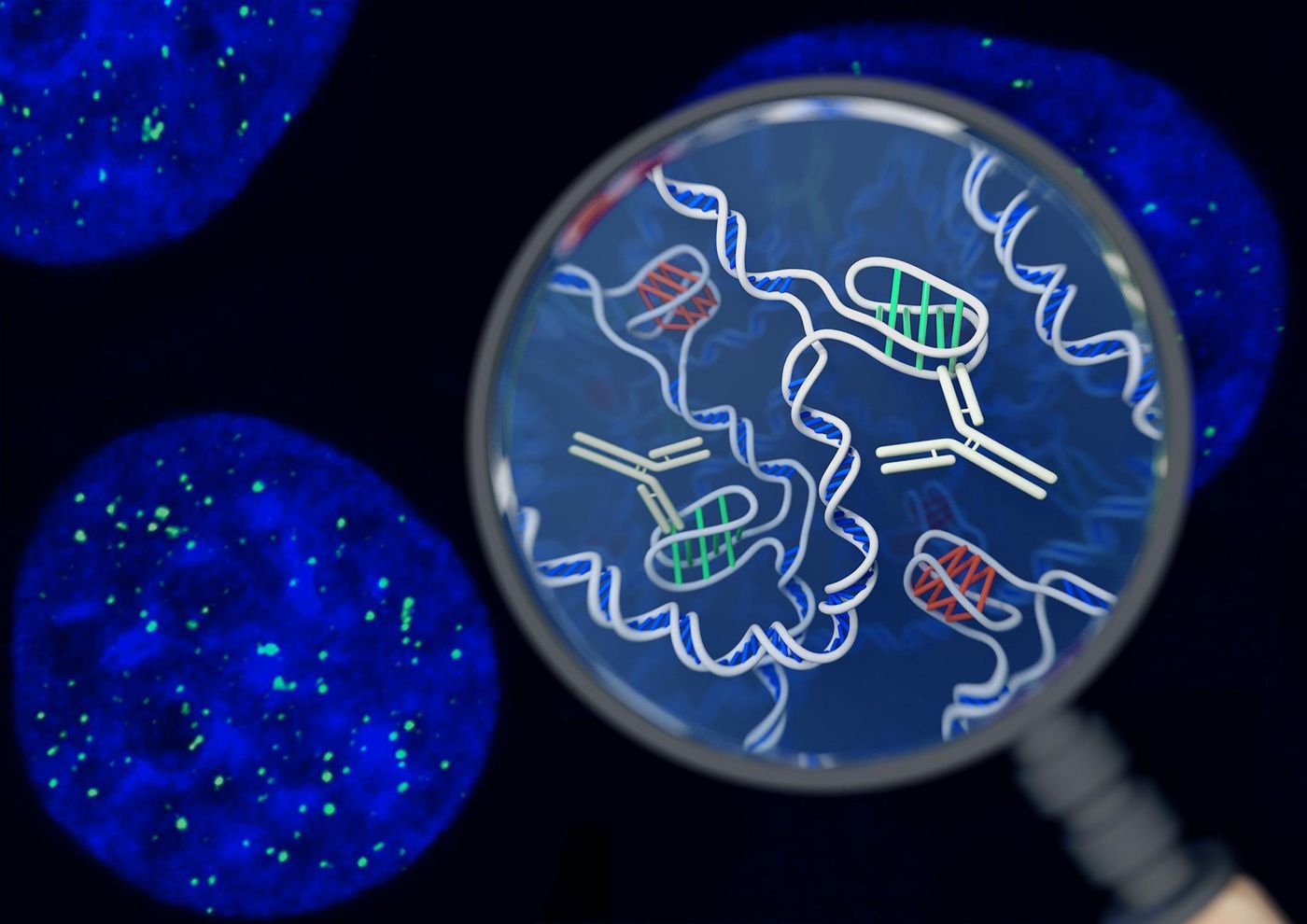 This is an artist's impression of the i-motif DNA structure inside cells, along with the antibody-based tool used to detect it.  / Credit: Chris Hammang