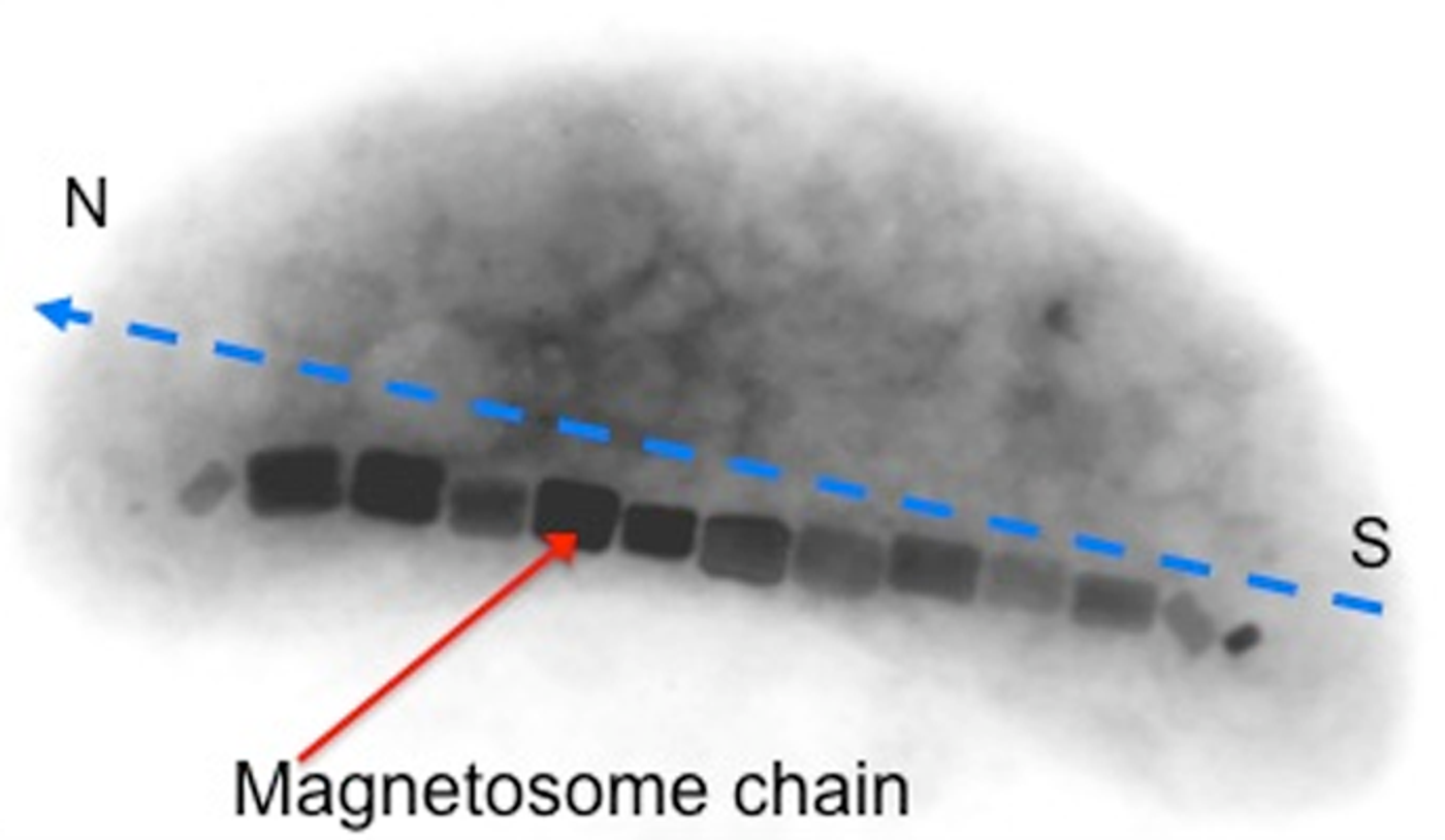 Magnetococcus contains magnetosomes.