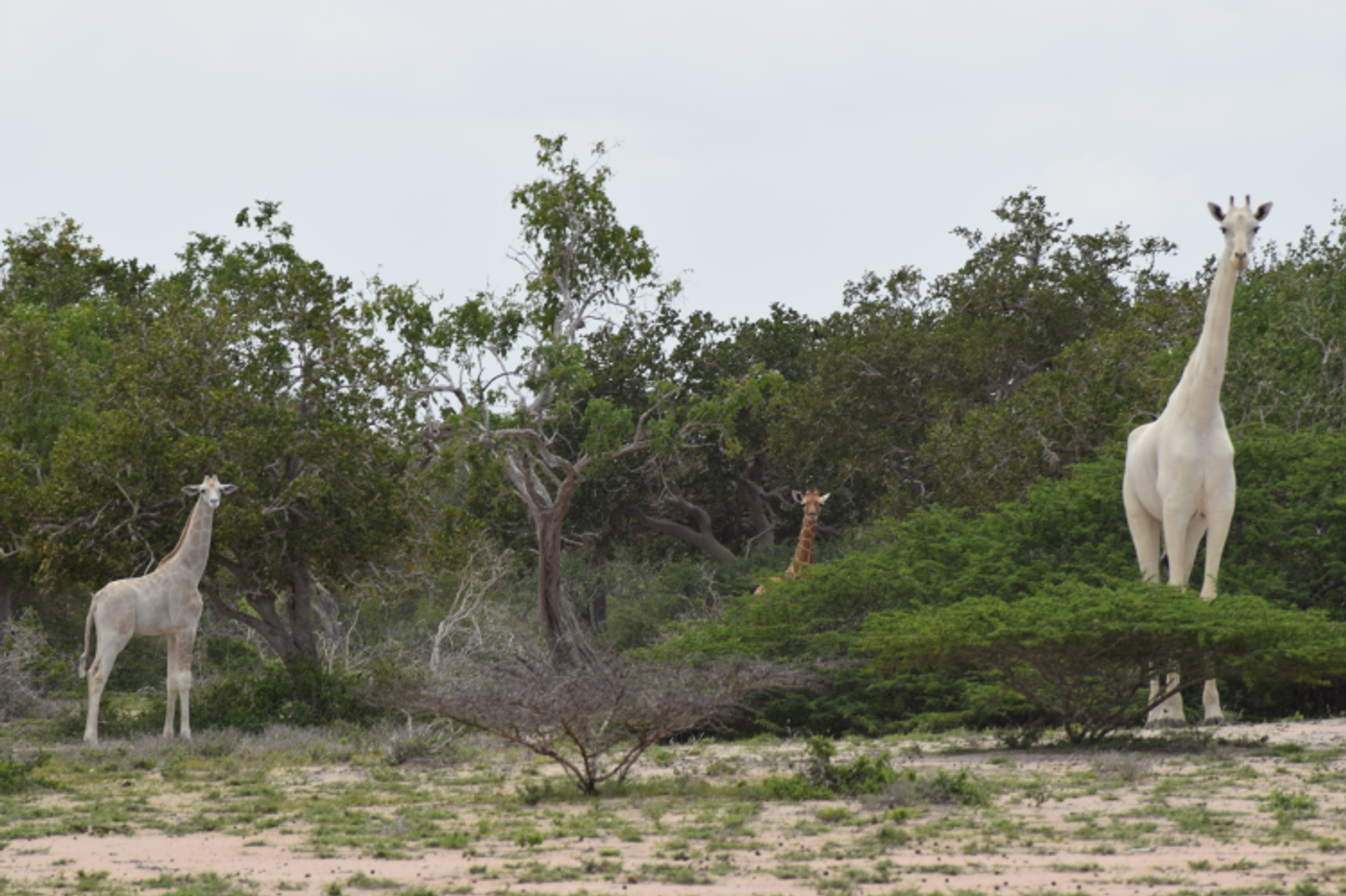 A leucistic giraffe mother walks through the woods with her leucistic calf. A regularly-colored giraffe is also present in the background for color reference.