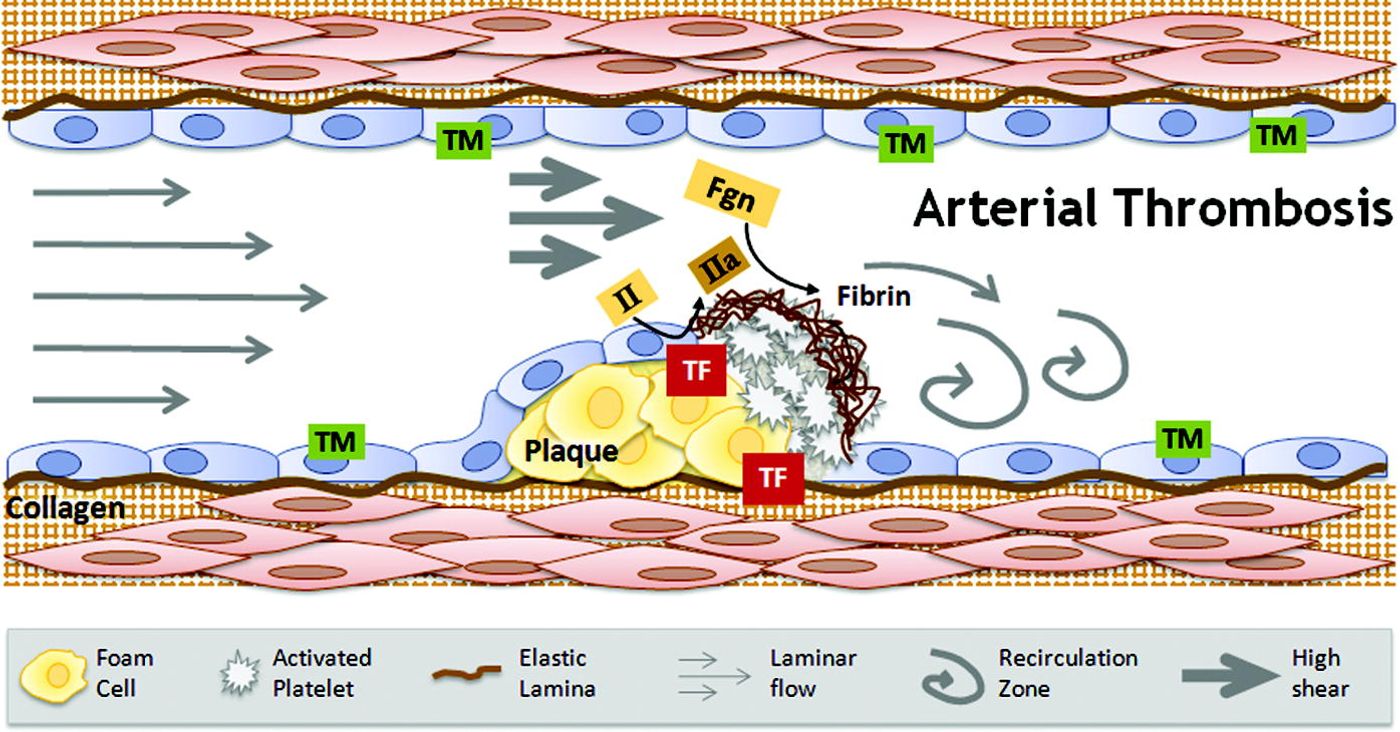 Image Credit: UNC School of Medicine