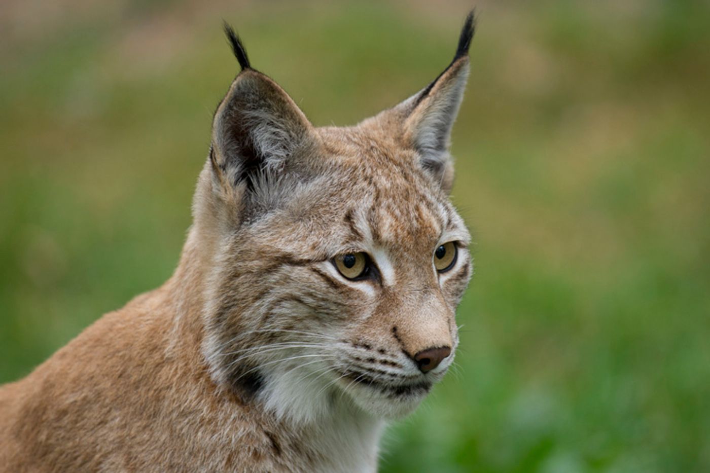 New computer models show that illegal hunting may be killing off the European lynx.