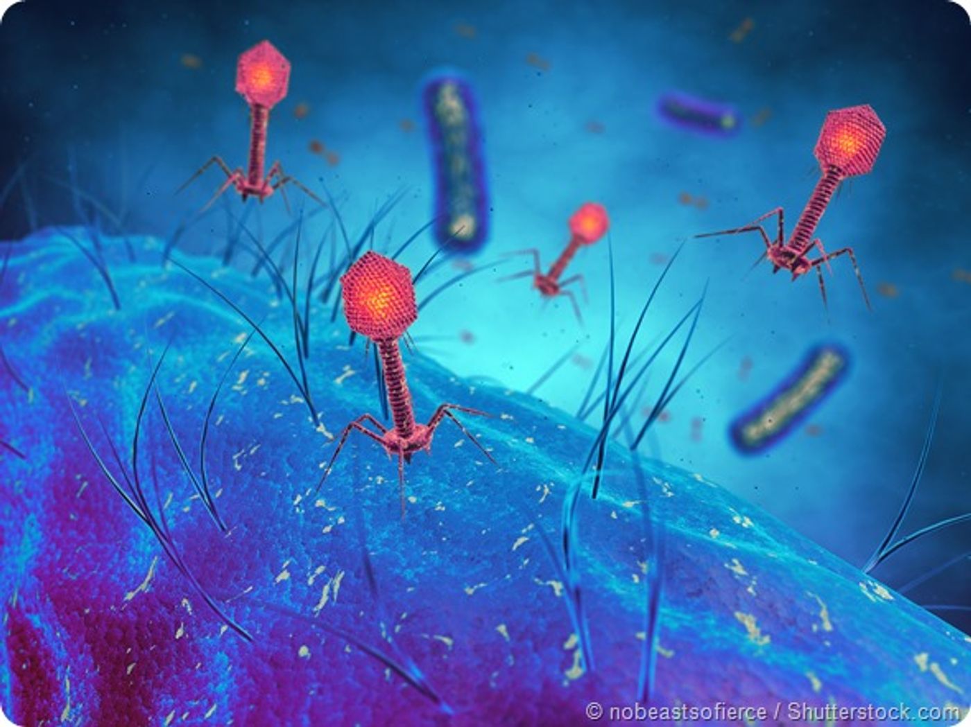 Bacteriophages (red) target and kill bacteria (blue).