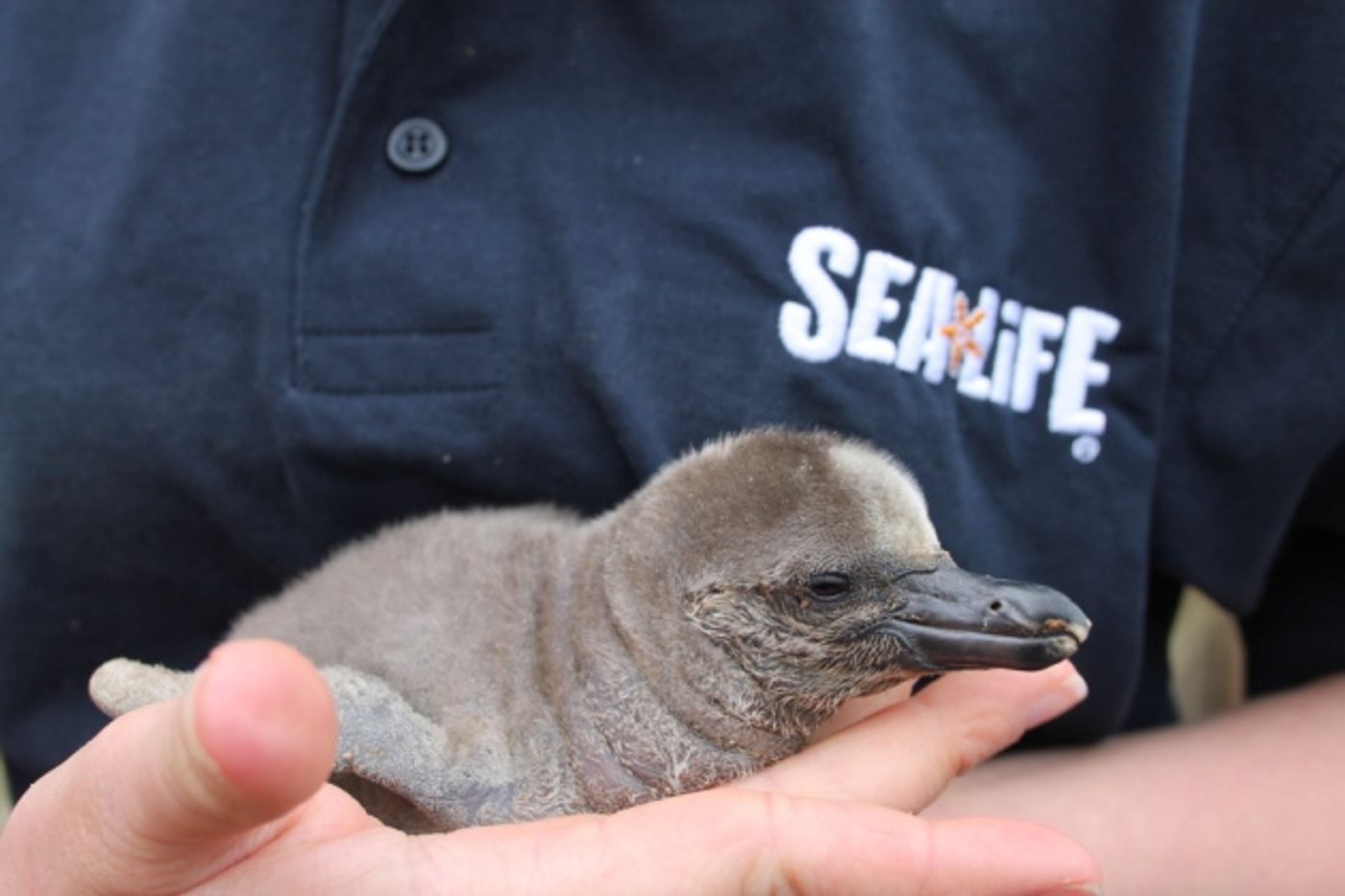 Fluffy McFluffyface is tiny right now, but will soon grow big and strong like the parents.