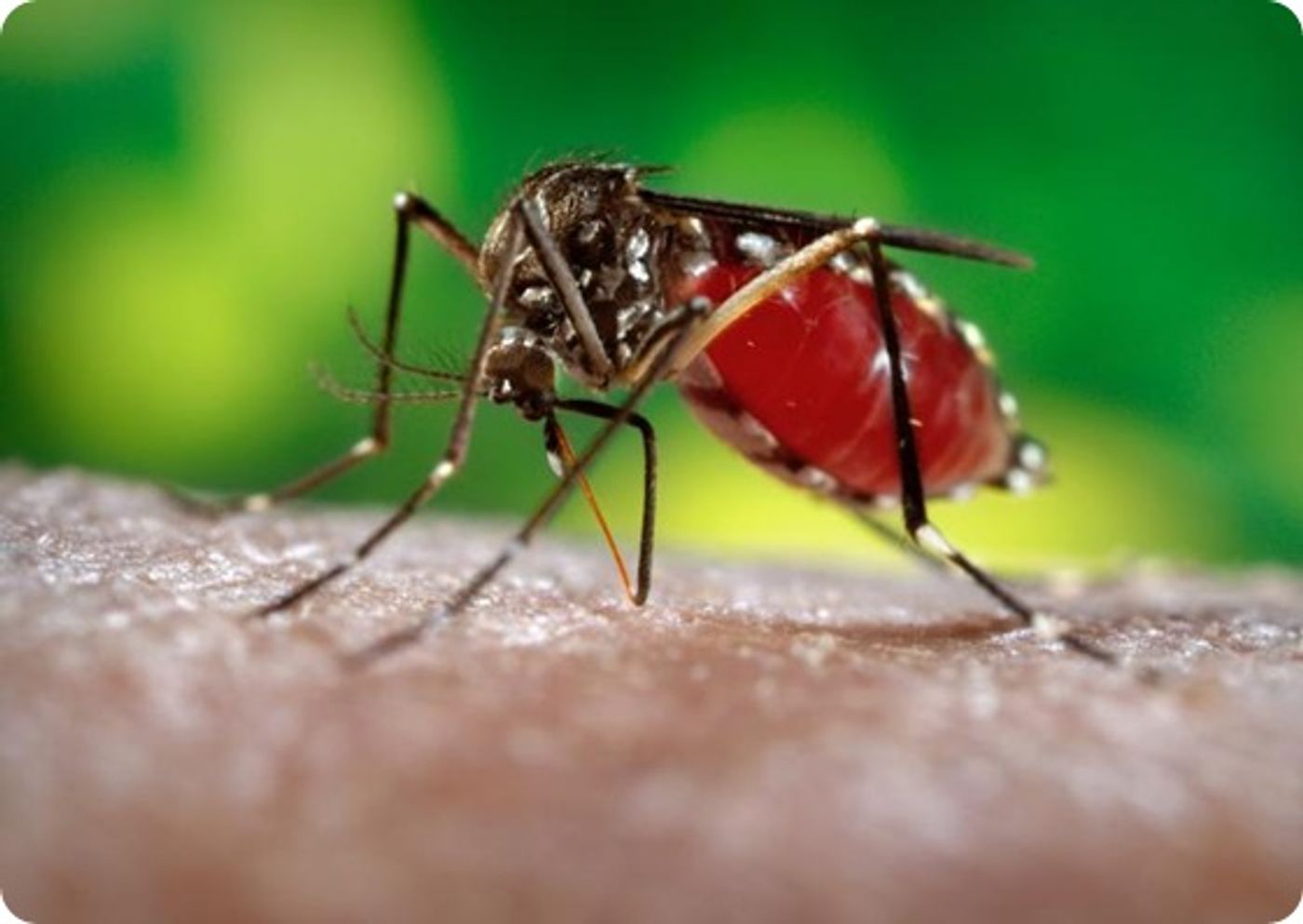 Dengue virus is transmitted by Aedes mosquitoes.