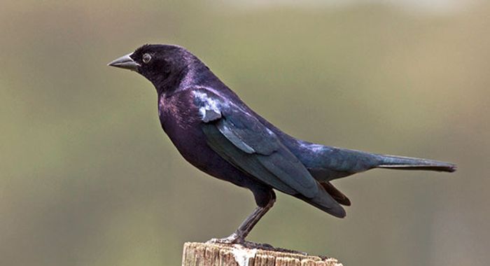 The shiny cowbird is a type of brood parasitic bird that was involved in this study.