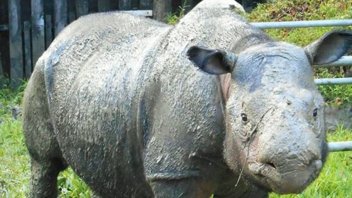 An image of a Sumatran Rhinoceros.