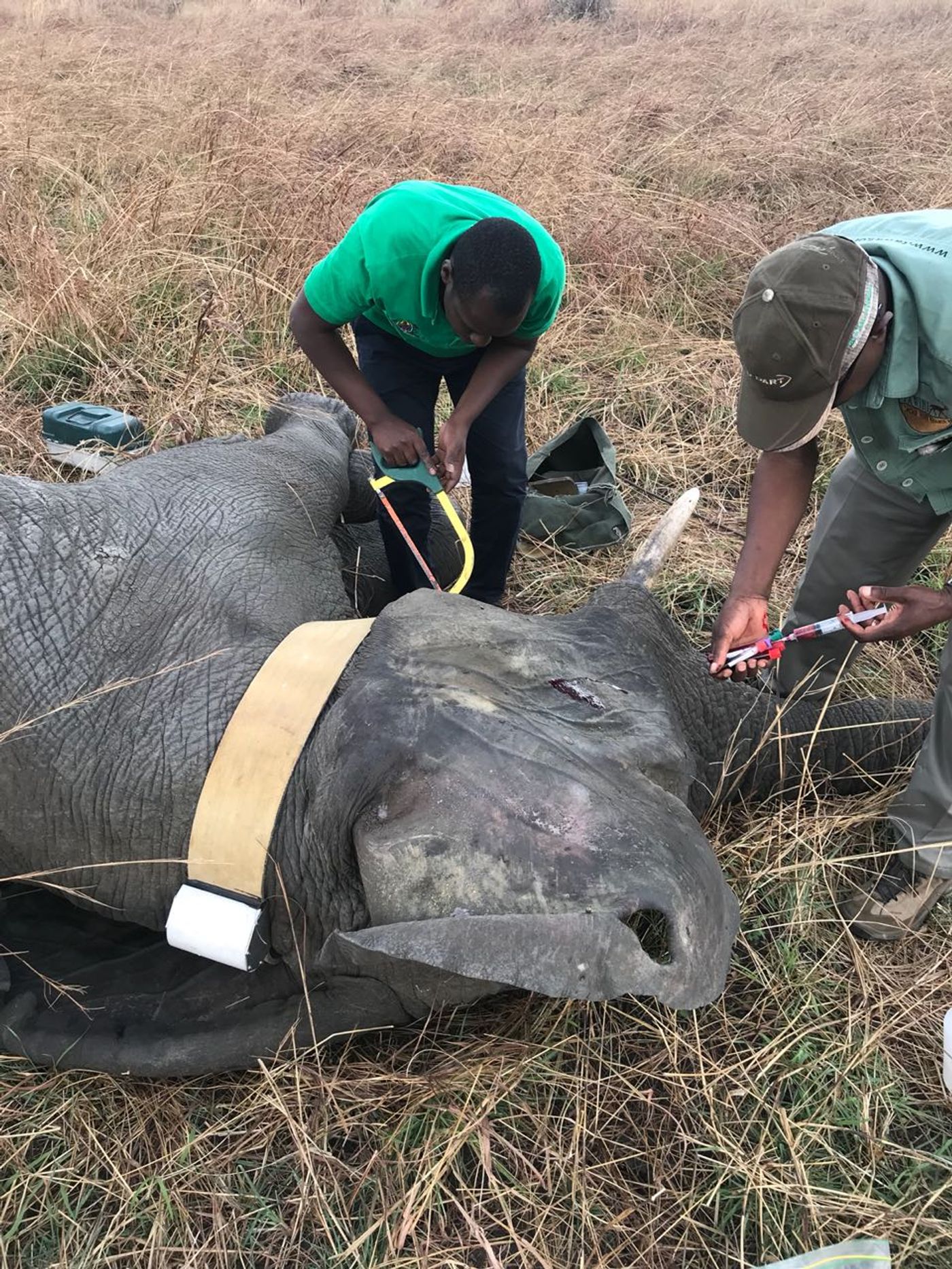 Experts install a satellite-trackable collar on the neck of a sedated elephant.