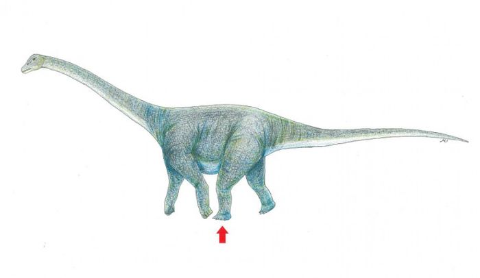 An artist's rendition of what kind of dinosaur may have left this massive footprint.