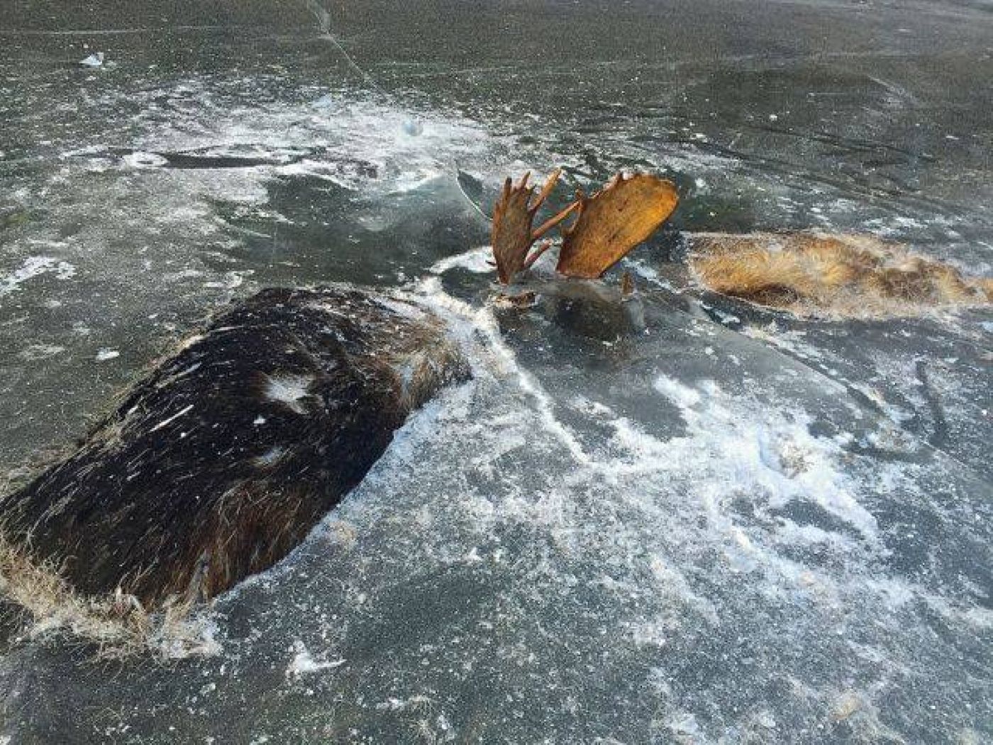 Two moose were photographed frozen in ice during what was presumeably a battle over a cow.