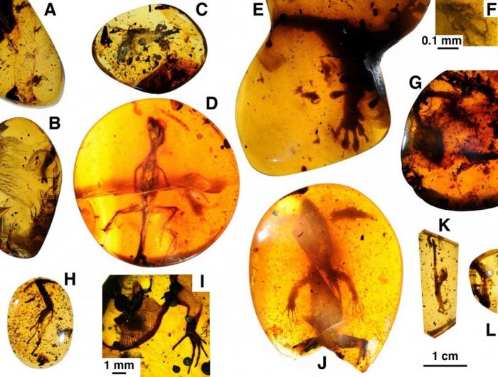 Several reptile specimens were discovered in amber samples from Myanmar.