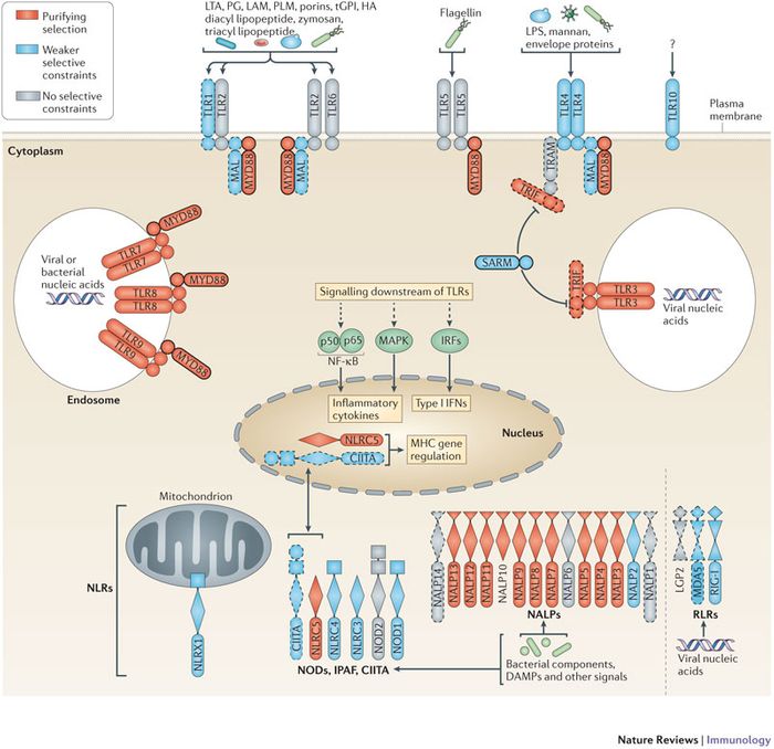 Genes of the innate immune system
