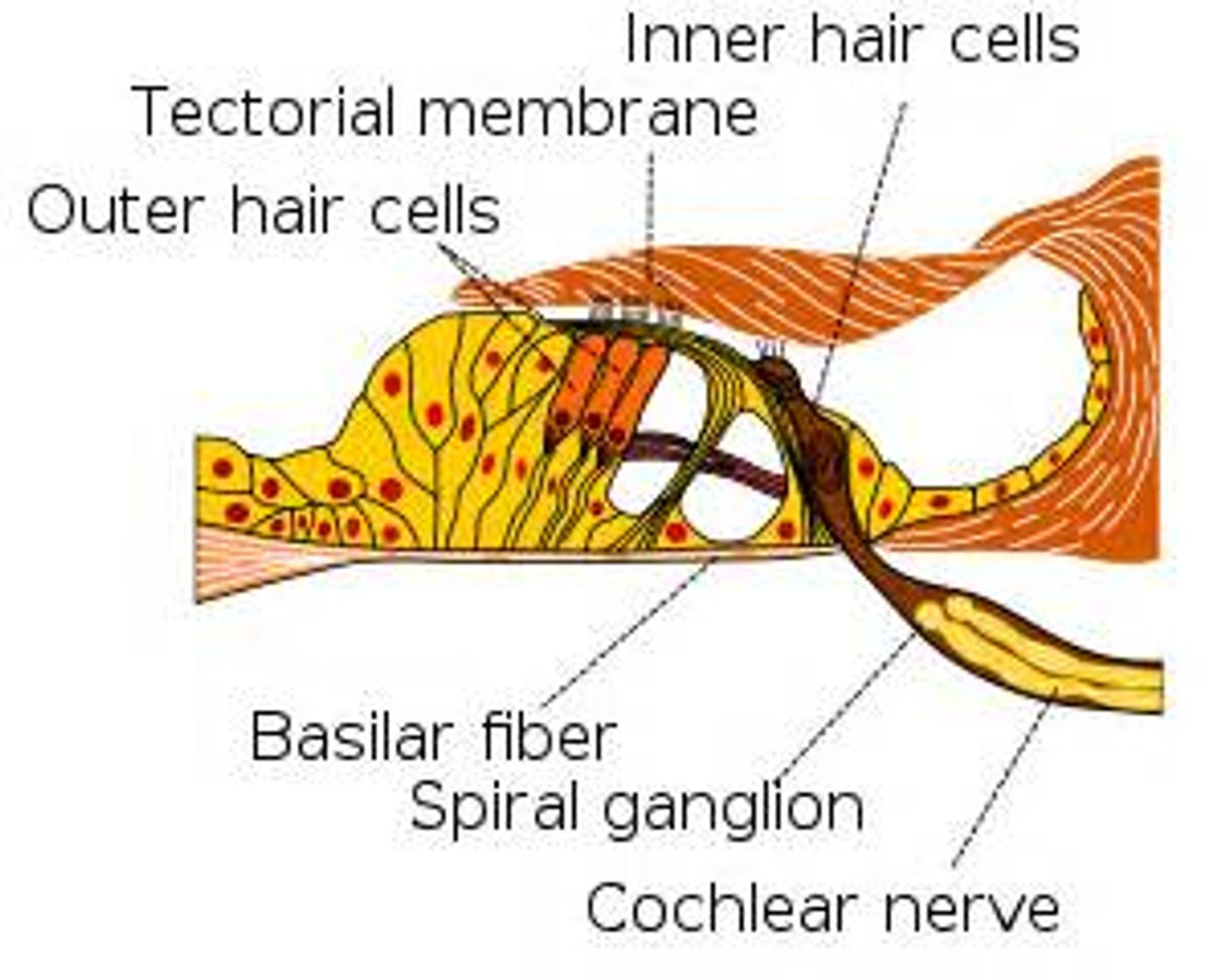 Anatomy of the inner ear