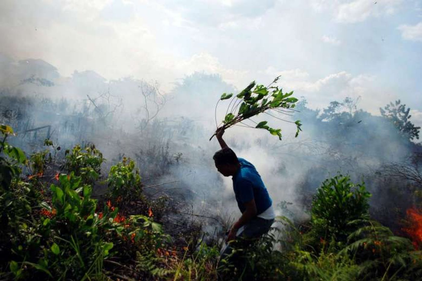 A resident tries to put out a bush fire with a tree branch in Pekanbaru. Photo: www.straitstimes.com 