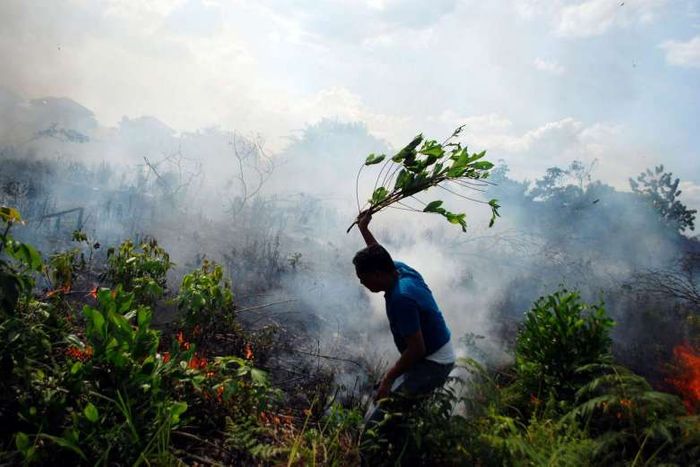 A resident tries to put out a bush fire with a tree branch in Pekanbaru. Photo: www.straitstimes.com 
