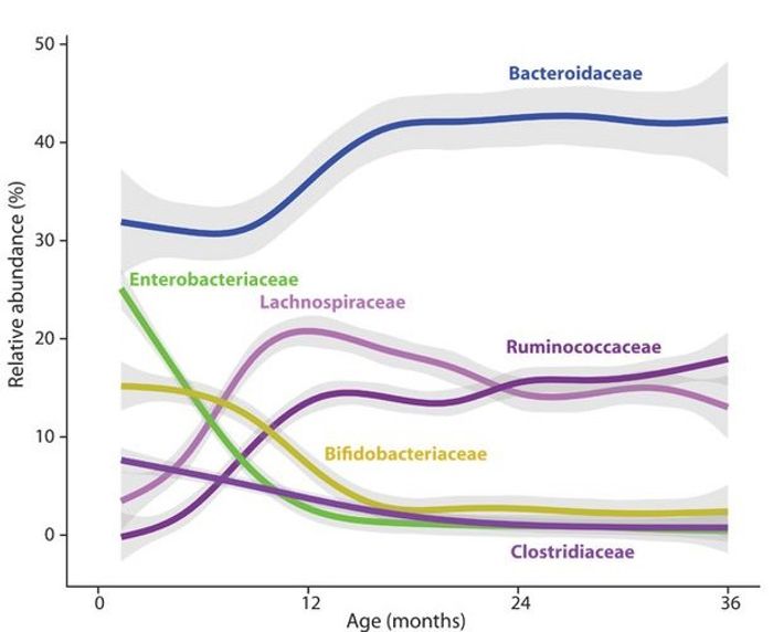 Common features of developing infant gut microbiome. Graph shows relative abundance of most common bacterial families over time, averaged across 39 children. Shaded regions are 95% confidence intervals. Image: Science Translational Medicine/Yassour at al