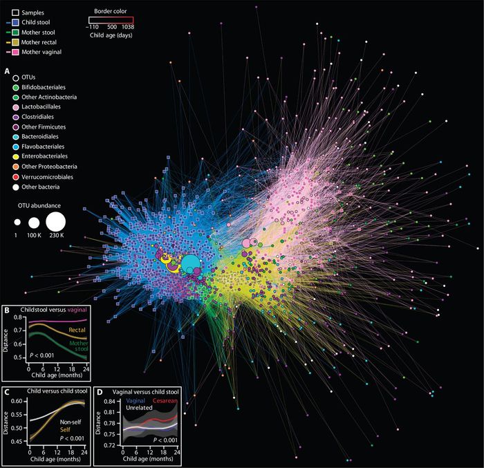 To put simply, this network analyzes relationships between samples and reveals that the infant microbiota matures from a neonatal state, with associations to samples from maternal vagina and rectum, to a post-infancy state resembling maternal stools. Image: Science Translational Medicine/Bokulich et al