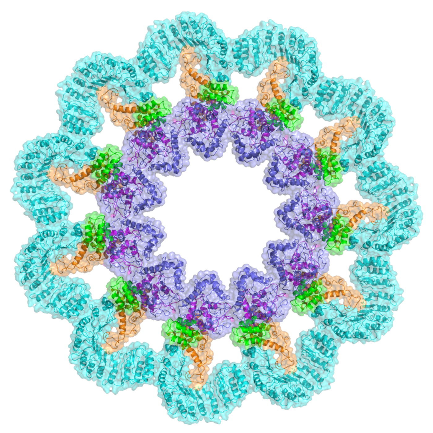 An activated inflammasome / Credit: Wu laboratory/Liman Zhang