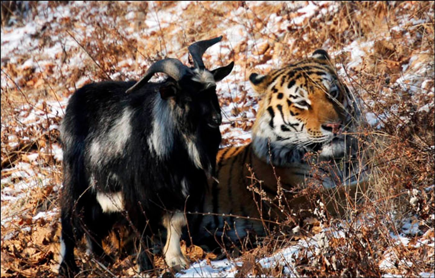 Timur, the goat on the left, beside Amur, the tiger on the right.
