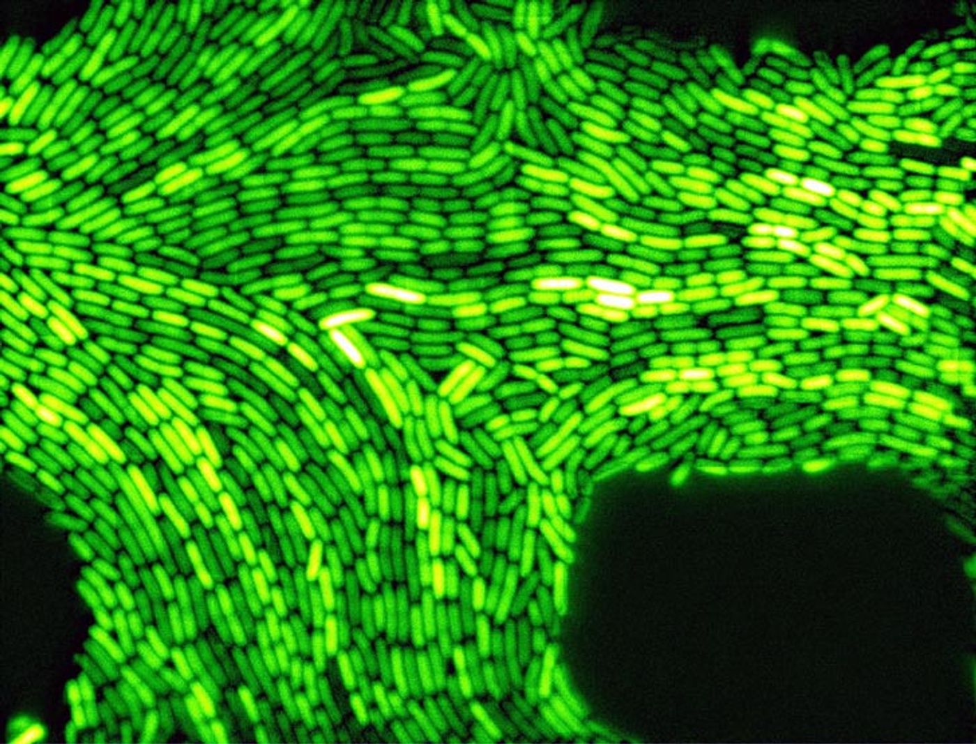 Aliivibrio fischeri are bioluminescent bacteria.