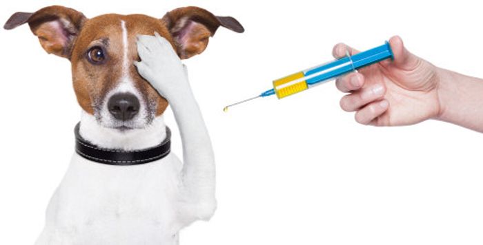 Researchers at California Institute of Technology are investigating the use of an injection containing antibodies for GnRH which causes sterility in mice.