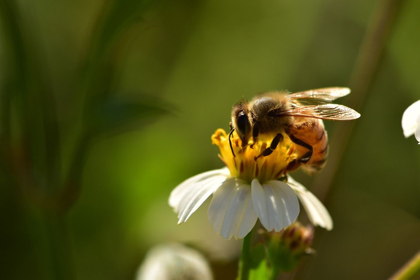 Bumblebee populations are on the decline, but perhaps increasing the availability of their food sources can help increase their populations.