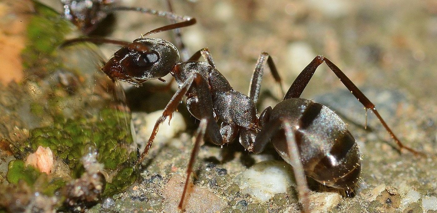 Ants would partake in agriculture to grow their own food, and they adapted well to new climate conditions.