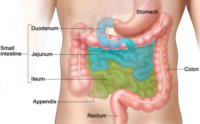 The small intestine, where most vitamins and other micronutrients are digested and absorbed. / Credit: Wikimedia Commons