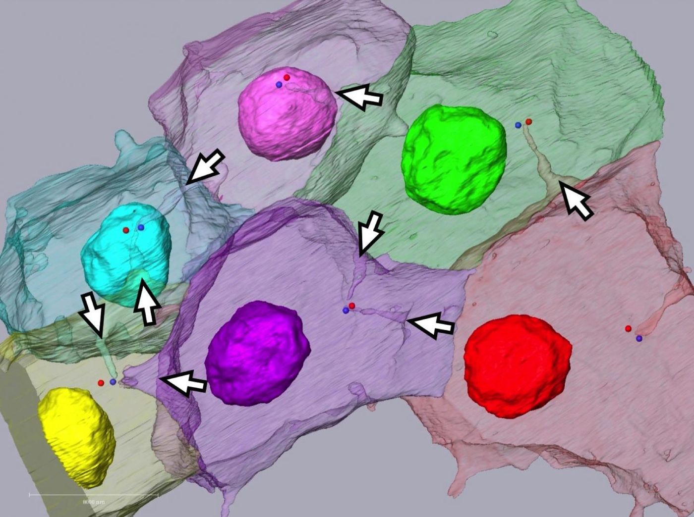 In the cell, the invaginations (white arrows) extend to the centrosome (blue/red dots). / Credit: NIBB