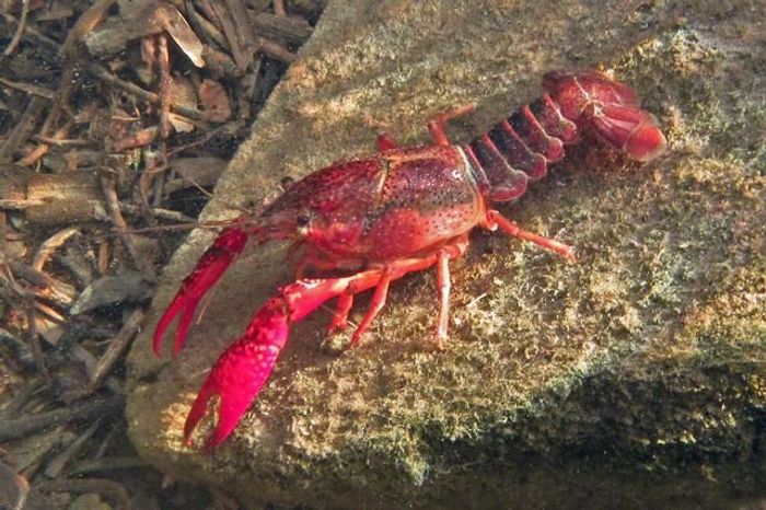 The invasive crayfish is preventing mosquito predators from doing their job in Southern California.