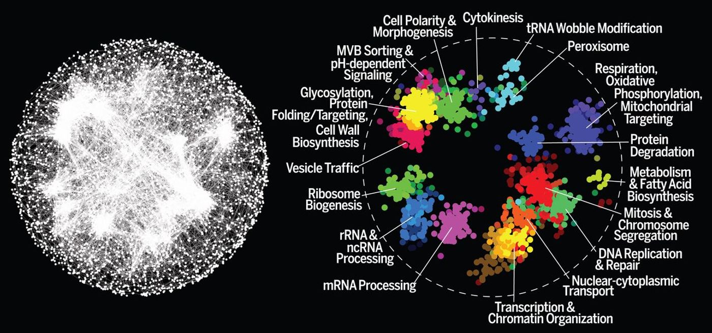 A global network of genetic interaction profile similarities. (Left) Genes with similar genetic interaction profiles are connected in a global network, such that genes exhibiting more similar profiles are located closer to each other, whereas genes with less similar profiles are positioned farther apart. (Right) Spatial analysis of functional enrichment was used to identify and color network regions enriched for similar Gene Ontology bioprocess terms. / Credit: Science Costanzo et al