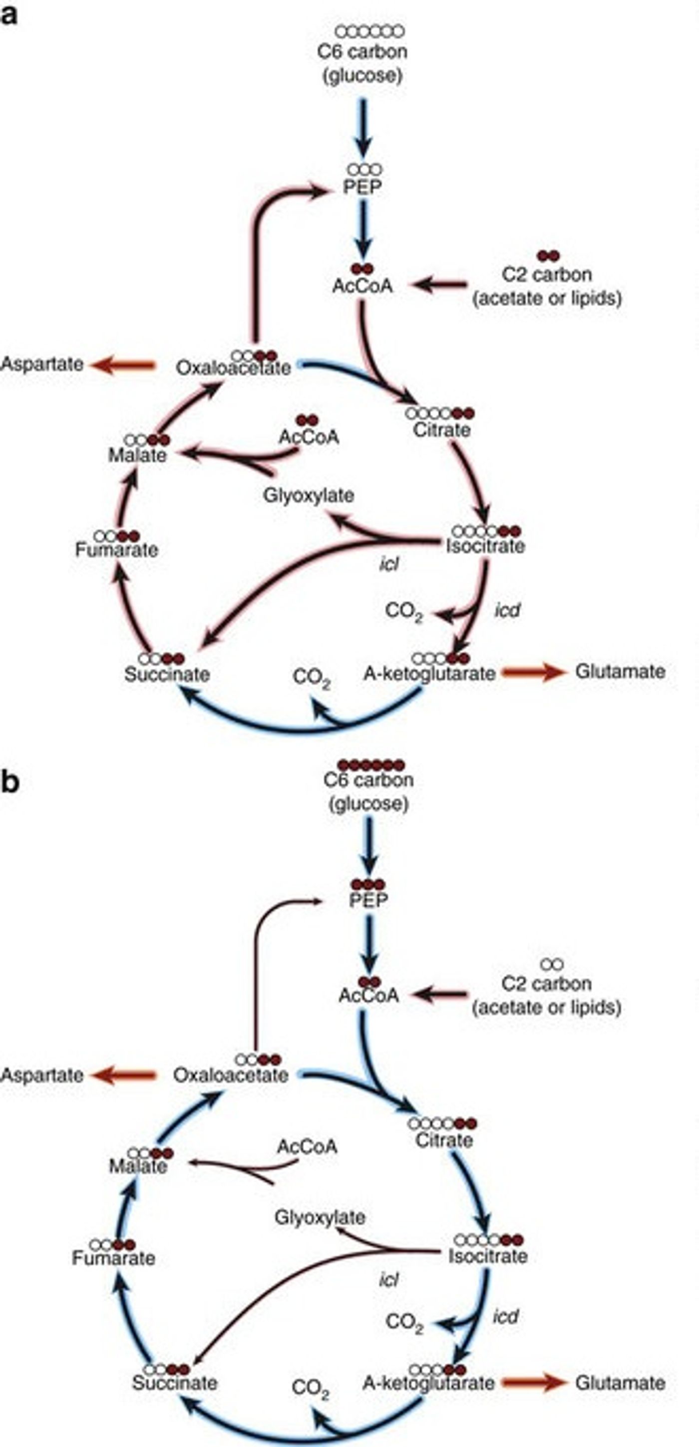 Schematic of fluxes into the TCA cycle and glyoxylate shunt following shift from glucose (blue shading) to radiolabelled acetate (red shading). (b) Schematic of fluxes into the TCA cycle and glyoxylate shunt following shift from acetate (red shading) to radiolabelled glucose (blue shading). / Credit: Nature Communications Murima et al