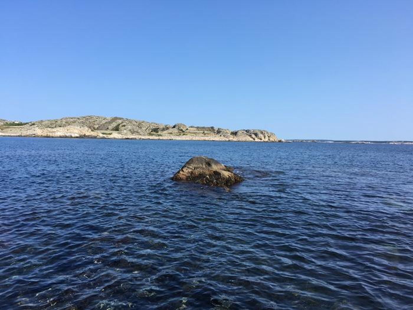   Crab-ecotype L. saxatilis snails were brought here in 1992 after toxic algae wiped out the original Wave-ecotype population.  Credit  Kerstin Johannesson