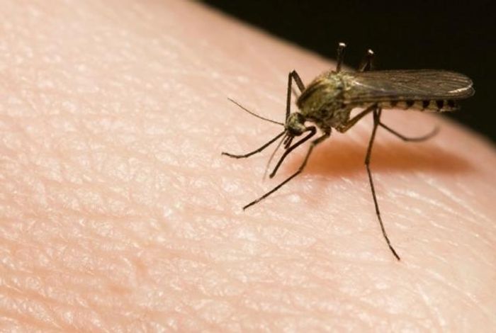 Inflamed mosquito bites boost viral infection.