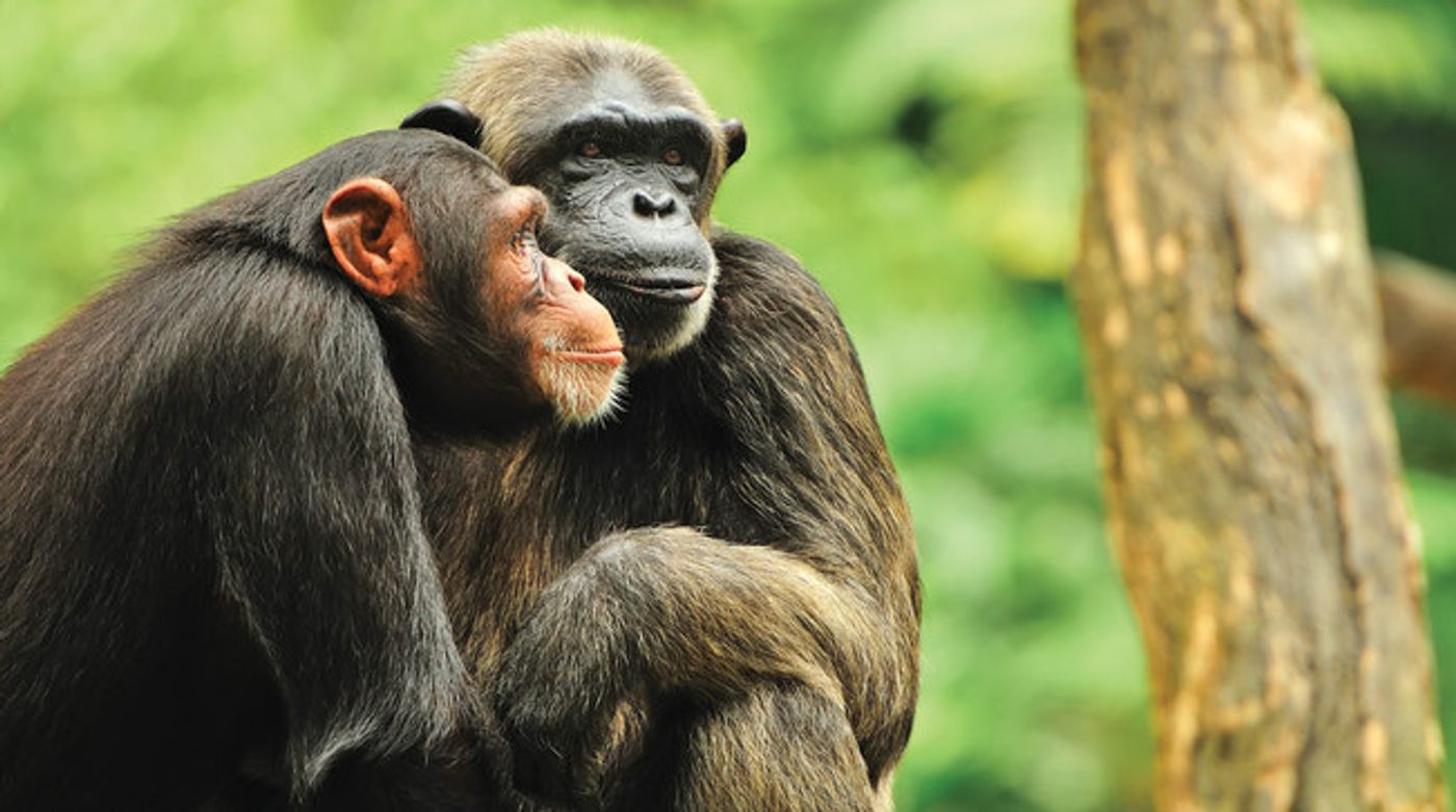 As great apes struggle to stay alive, illegal smuggling has never been more prevalent.