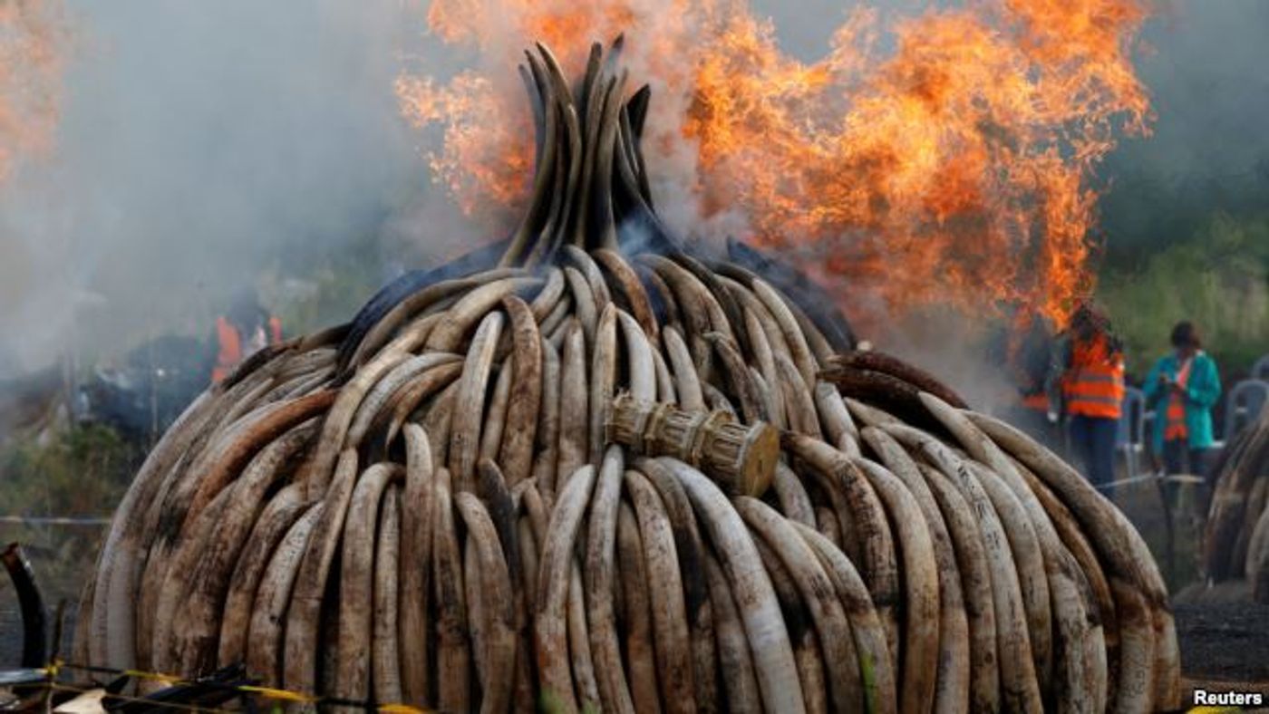 Fire burns part of an estimated 105 tonnes of ivory and a tonne of rhino horn
