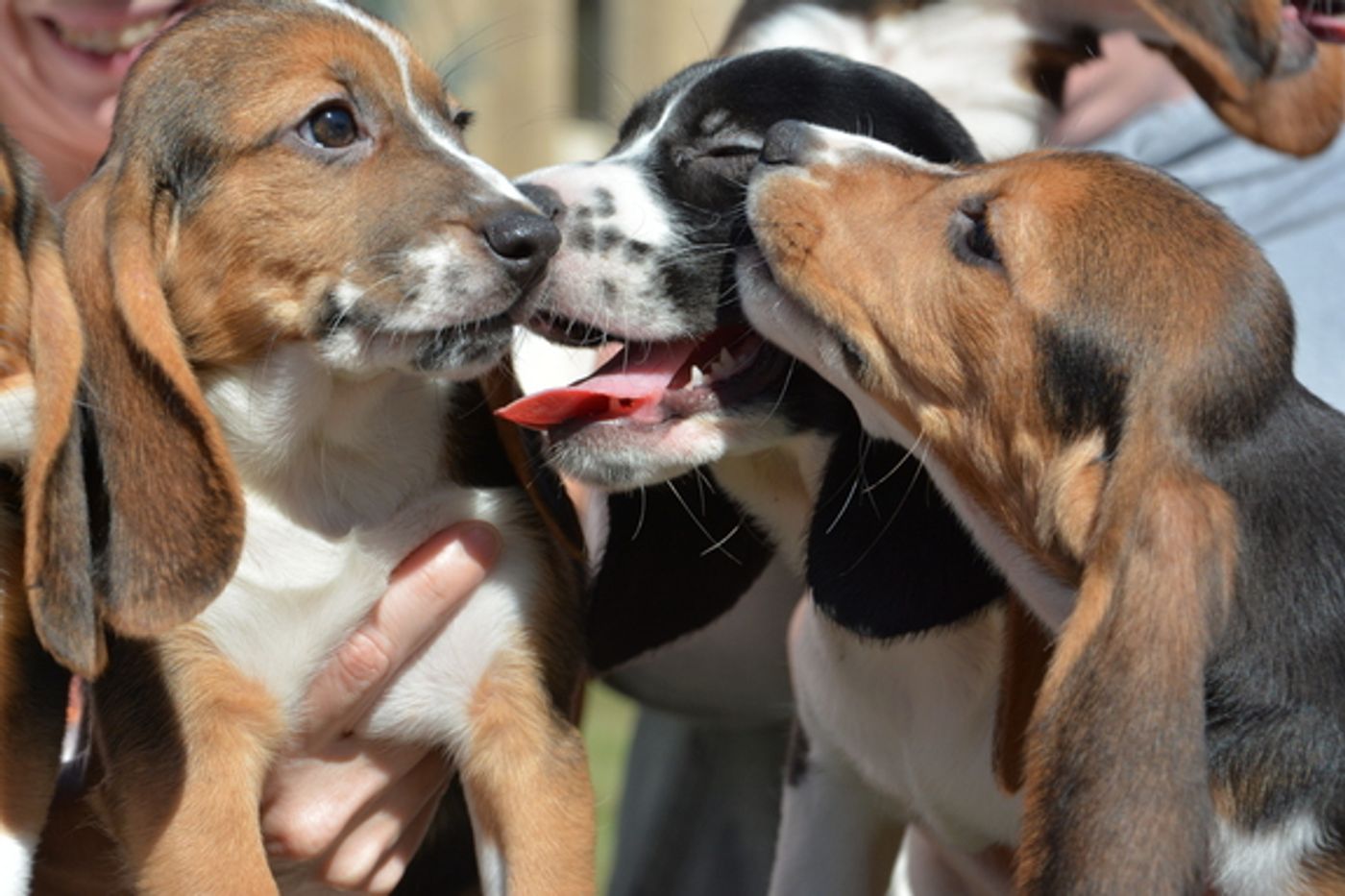 Just some of the seven puppies born via in vitro fertilization.