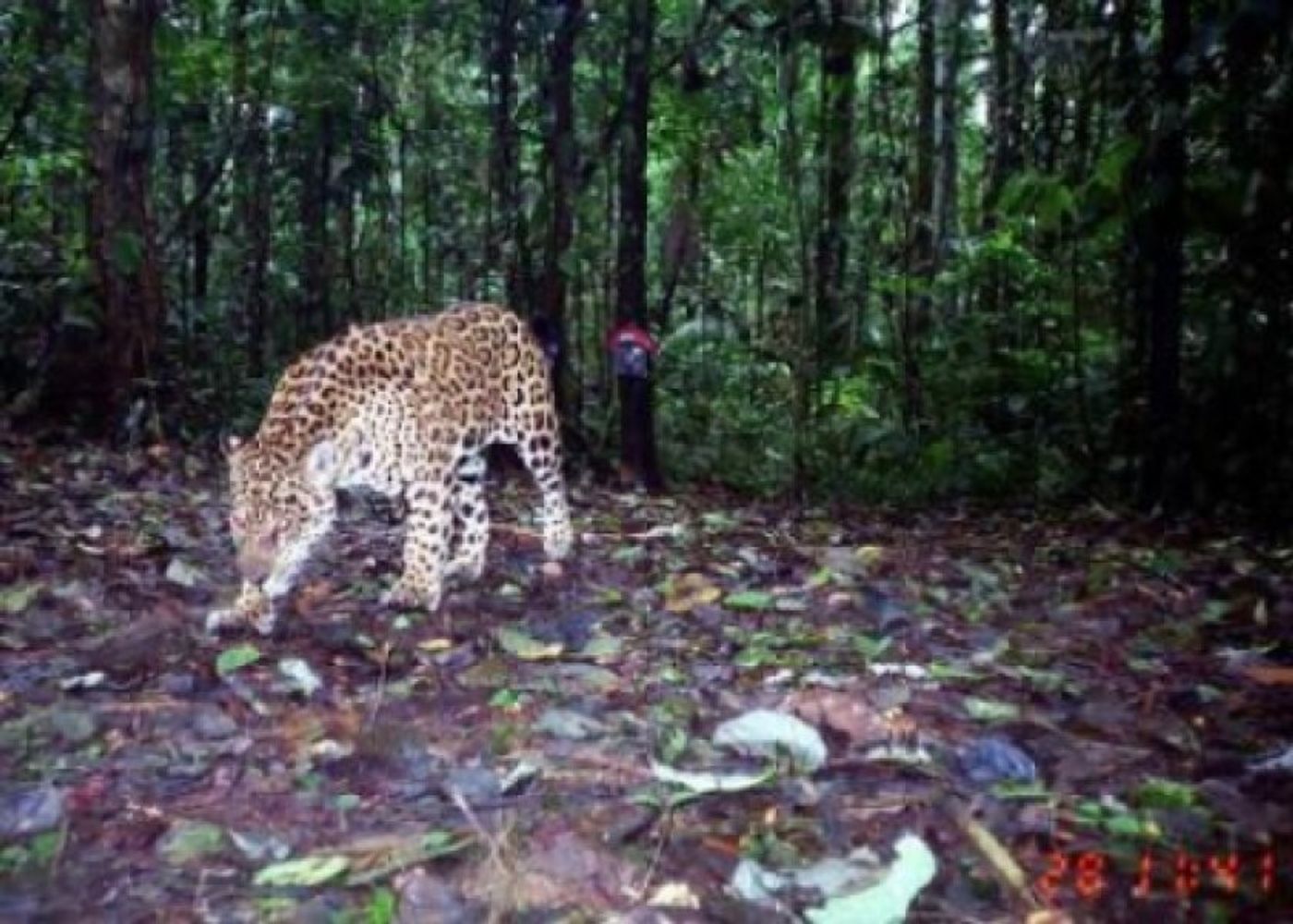 A jaguar recently captured in a camera trap in Ecuador. Photo: ScienceDaily