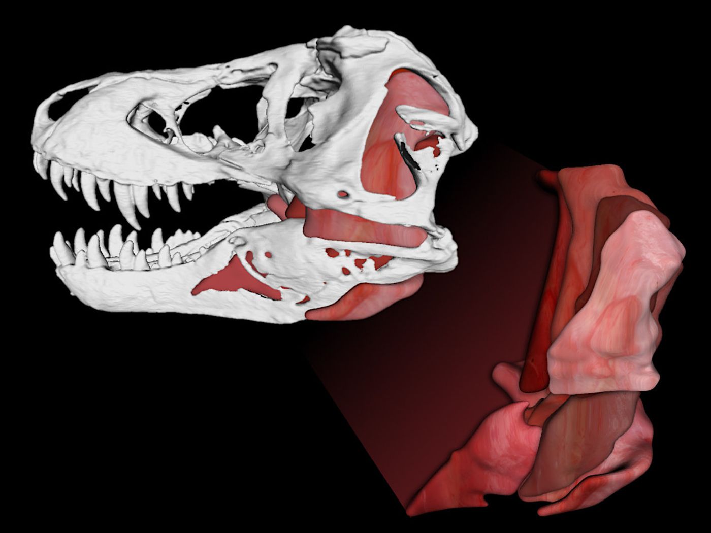 The 3-D computer model showing the T. Rex's powerful jaw muscles and skull.