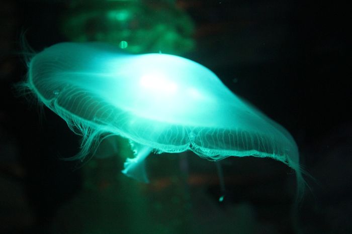 Marine jellies may have pre-dated sponges to be the first animal species to exist on Earth.
