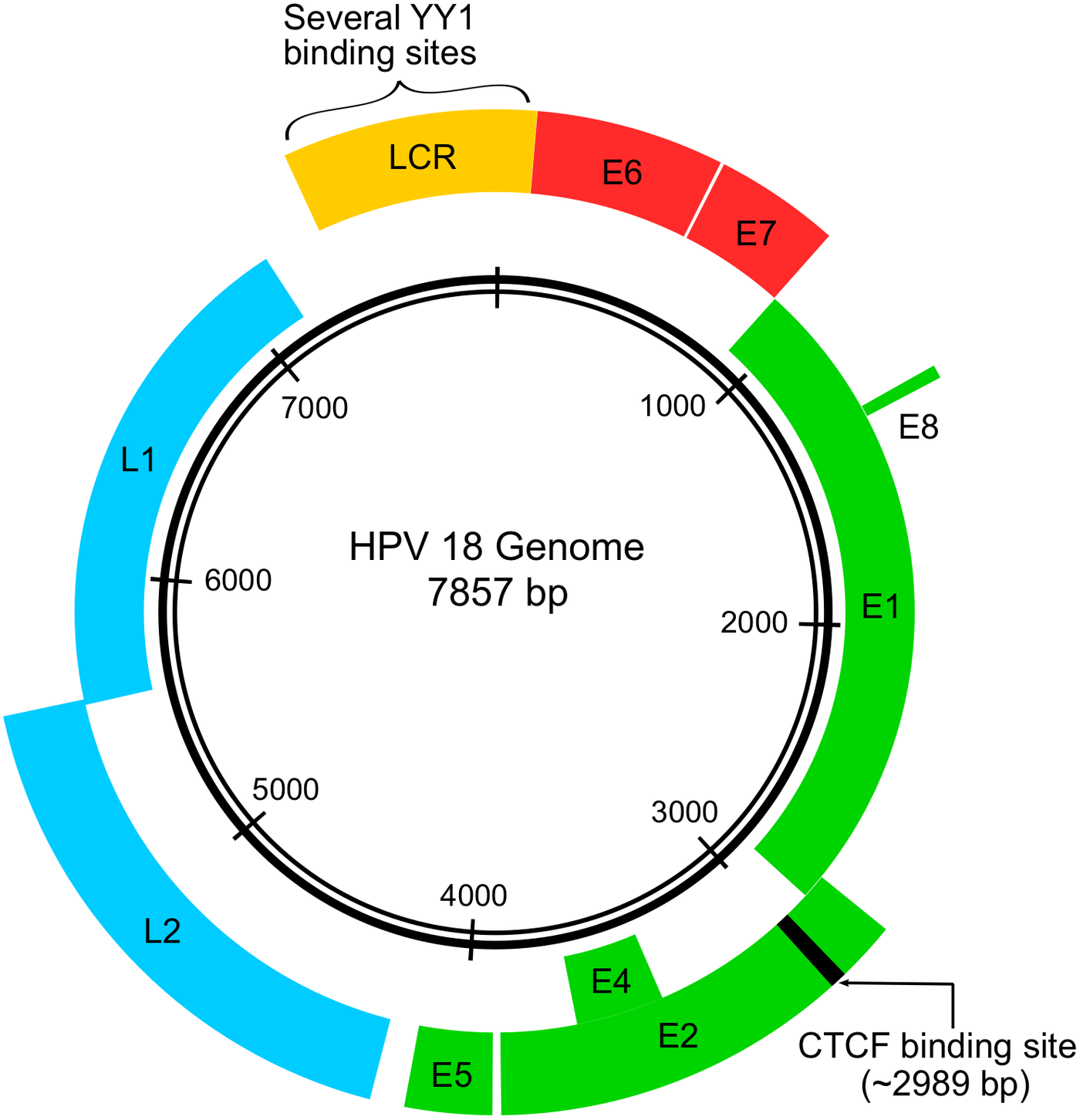 Representation of HPV genome, showing the E6 and E7 genes in red as well as the binding sites for YY1 and CTCF proteins.