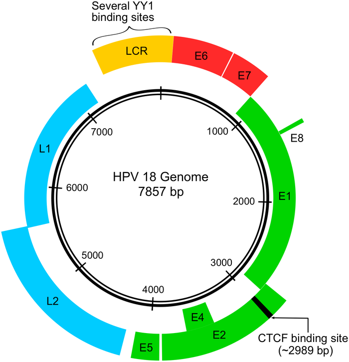 Hpv - A Hijacker In Disguise 