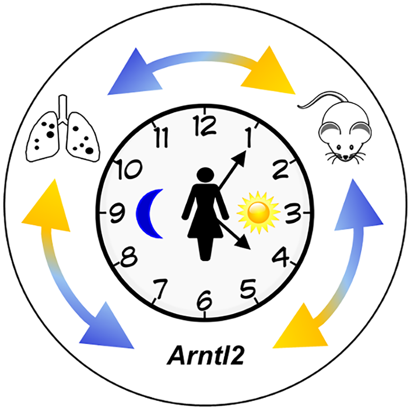 Identification of the circadian rhythm Arntl2 gene and its relationship to cancer metastases (Siracusa LD, Bussard KM; 2016)