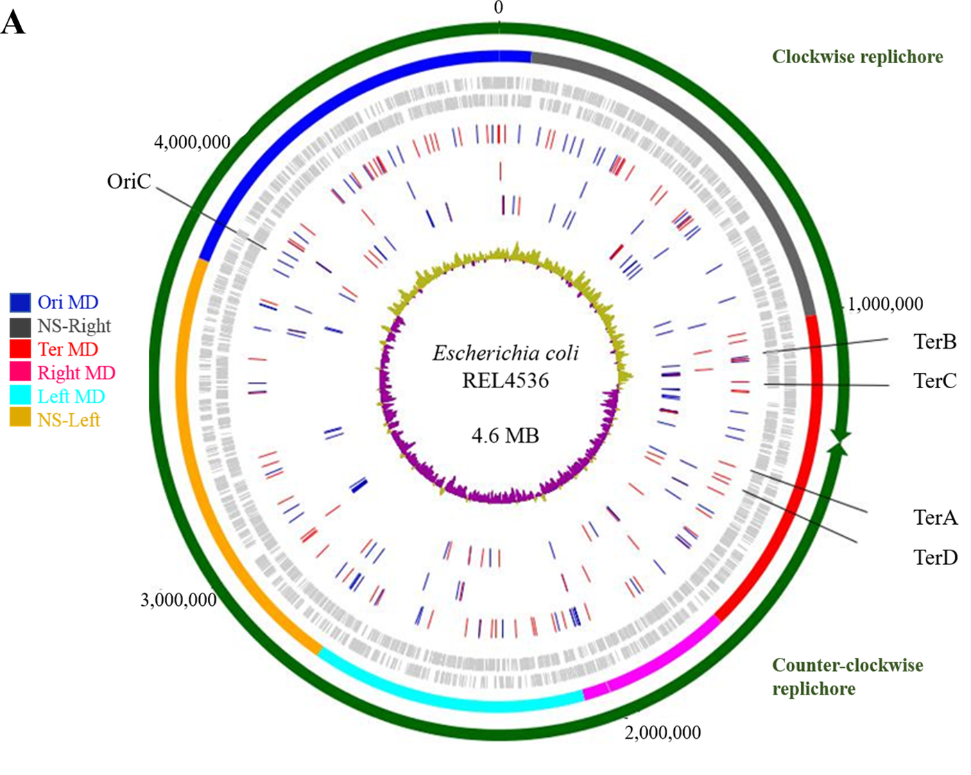 Genomic distribution of 124 and 158 mutations identified in the aerobically and anaerobically grown cells. (dx.doi.org/10.1371/journal.pgen.1006570)