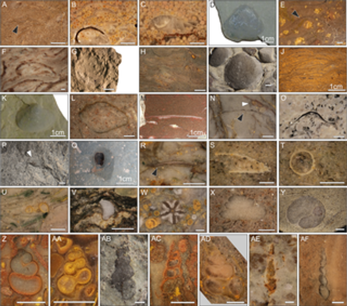  Fossil invertebrates from the Werfen Formation, Dolomites, Italy. Photo: PLOS ONE