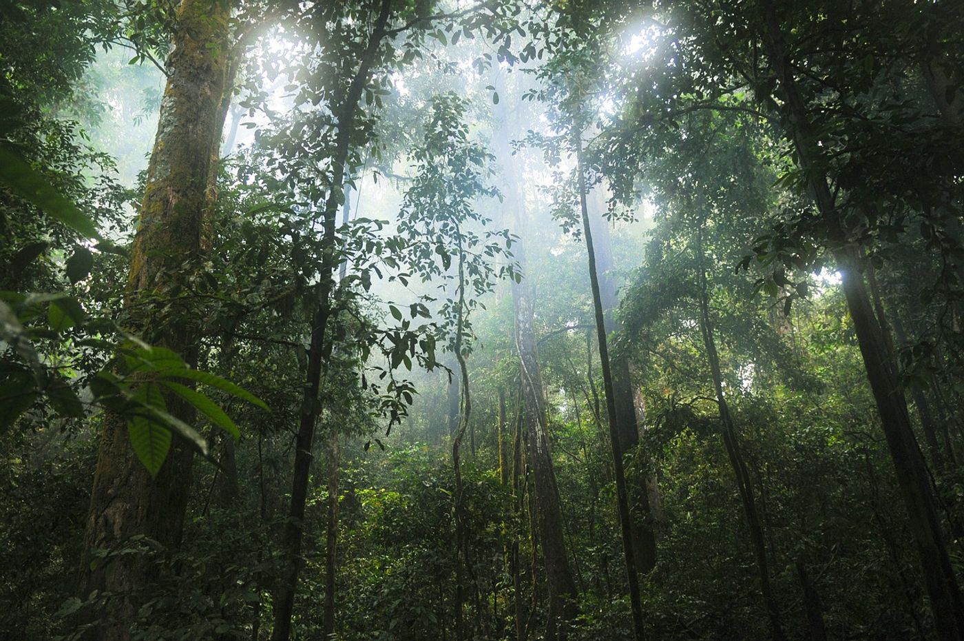 Forest regeneration is a major goal set forth by environmentalists, and one family of trees may be key to it all.