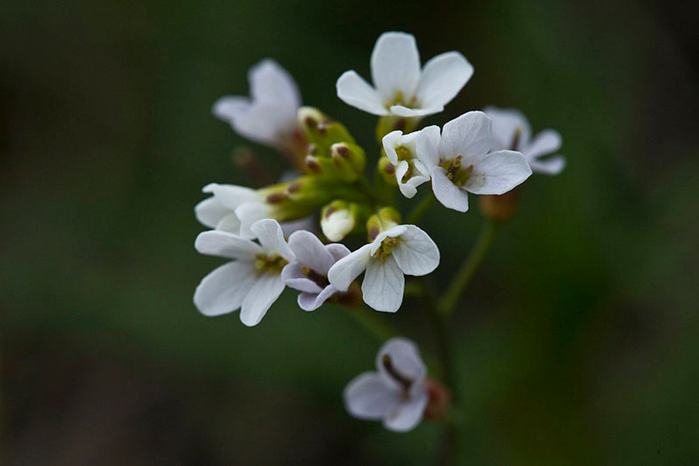 Arabis kamchatica, Denali National Park and Preserve, AK, USA / Credit: NPS / Jacob W. Frank