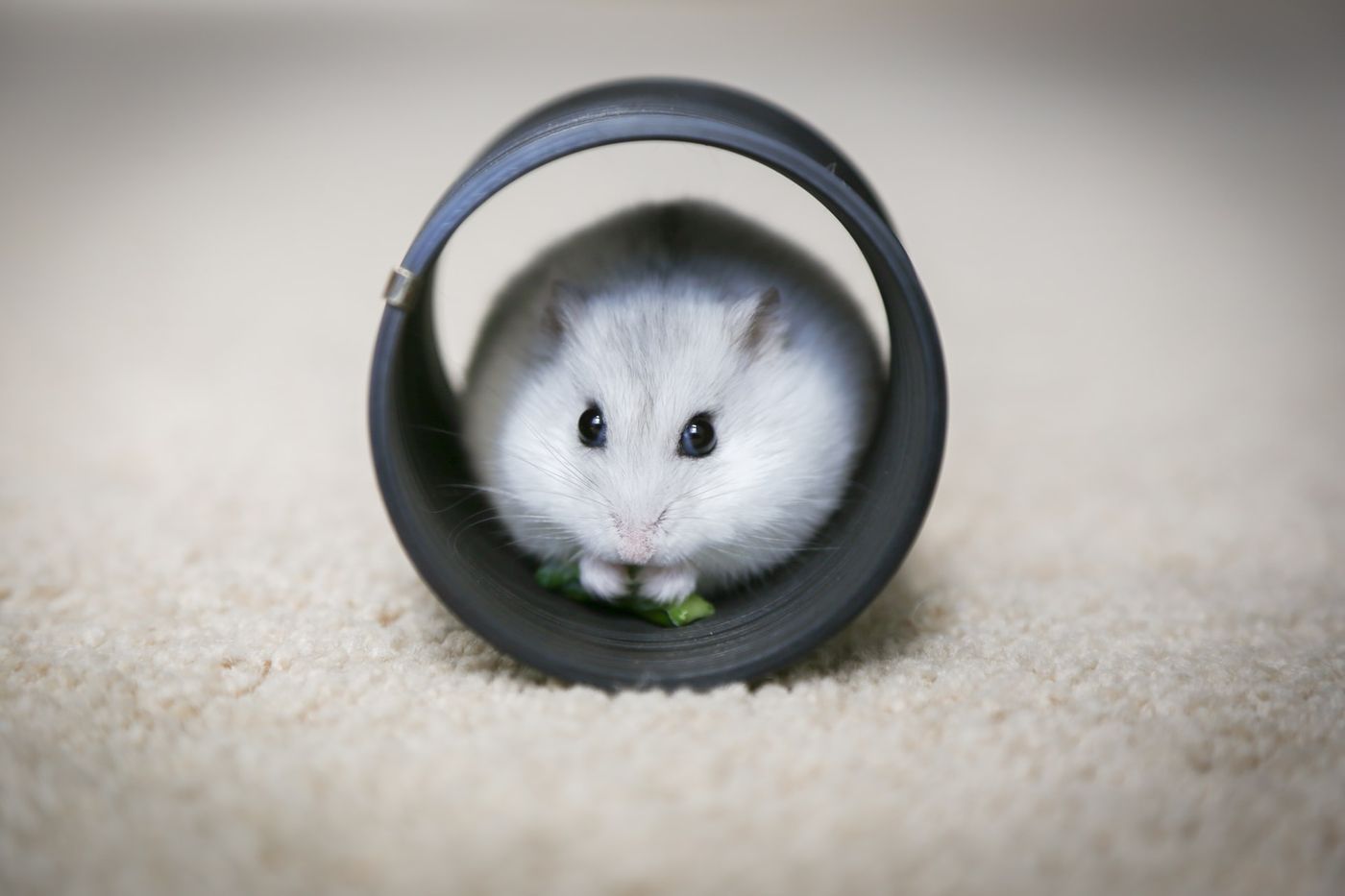 How Long Do Hamsters Live?. This article published on Medium…