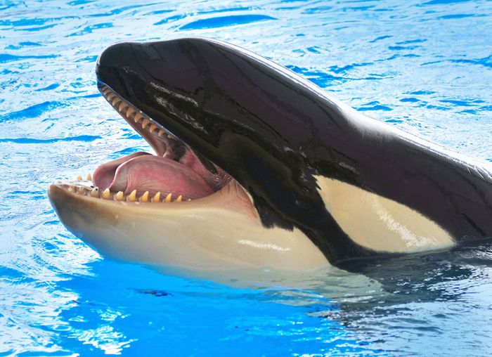 Killer whales, also known as orcas, are large sea mammals.