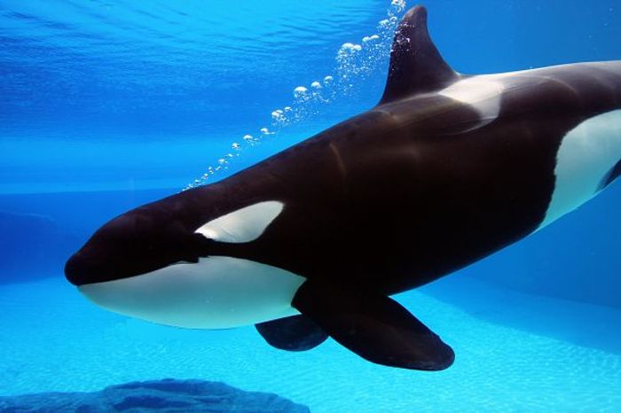 SeaWorld will no longer be breeding Orca whales in-house.